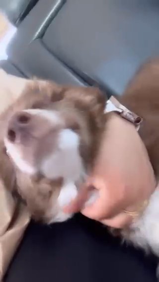 Australian Shepherd puppy in Tracy, California