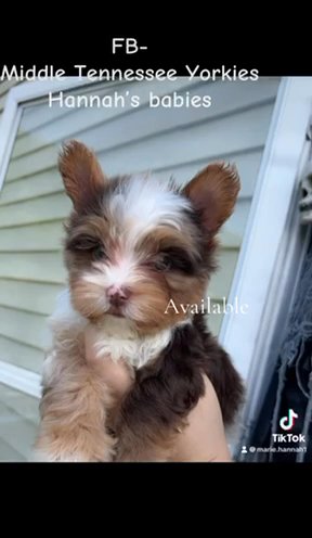 Chocolate Parti Yorkie in Cookeville, Tennessee