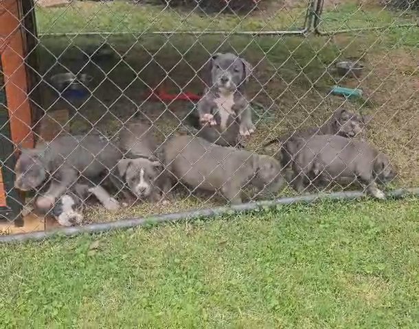 10 week old American bully puppys in Rock Hill, South Carolina
