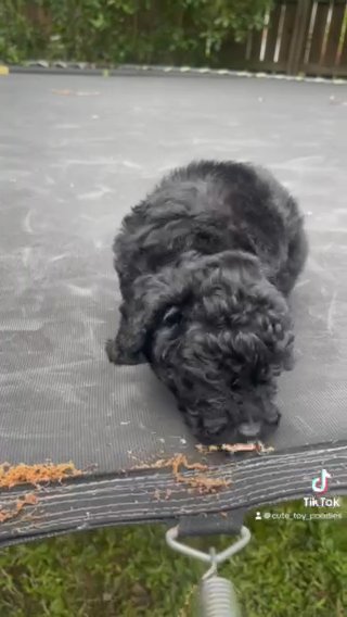 Toy Poodle in Charlotte, North Carolina