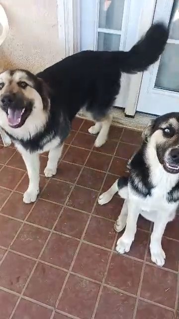 5 month old shepsky in Redlands, California