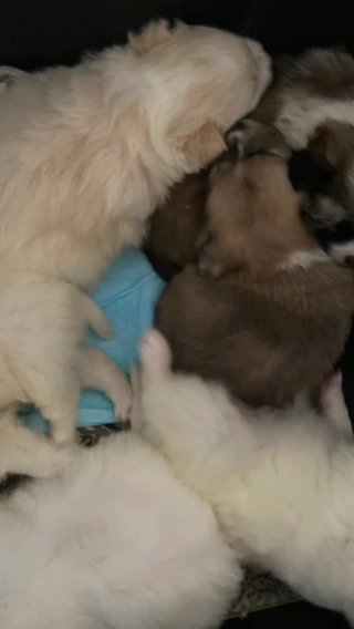 Scotty 7 Week Old Shih Mo Puppy Looking For Lovable Family in Queens, New York