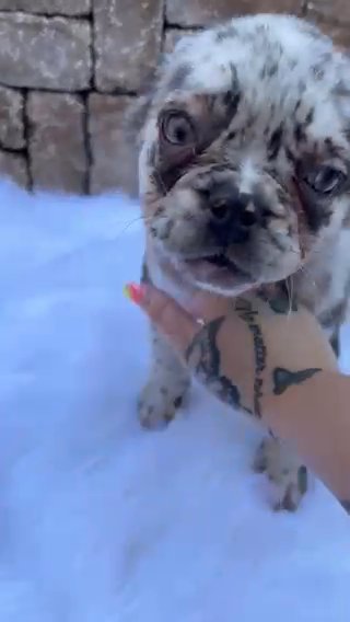 Female Fluffy Merle in Dallas, Texas