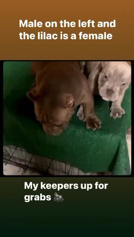 American Bullies in Chicago, Illinois