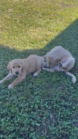 Golden Retreiver Puppies in Hialeah, Florida
