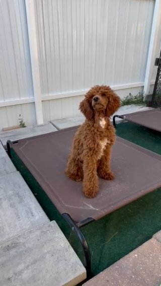 Red Moyen Poodle 15 Pound in Cape Coral, Florida