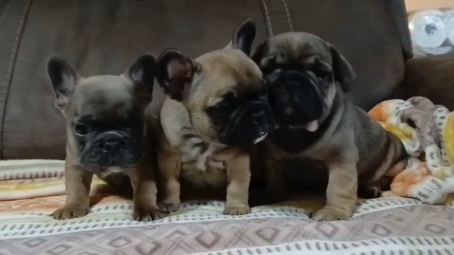 French bulldog puppies in Lehigh Acres, Florida