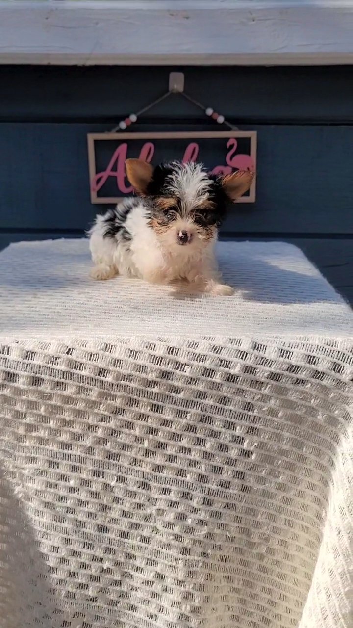 AKC female Parti Yorkie in Martinsville, Virginia