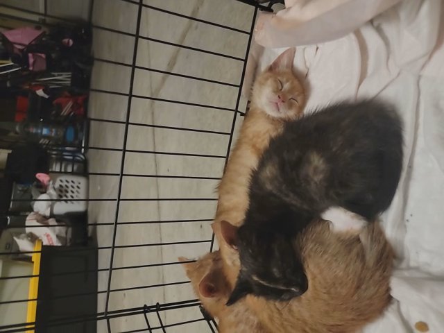 orange cat and Tortoiseshell activities?‍⬛ in Visalia, California