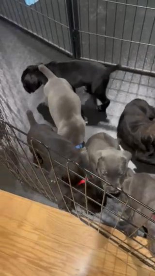 AKC Cane Corso puppies for sale. in Covina, California