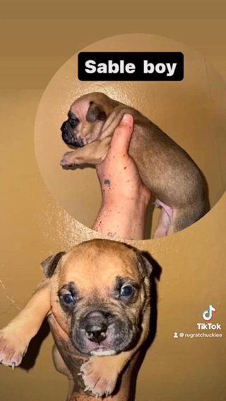 Micro Merle Tri Bullies in Mansfield, Ohio