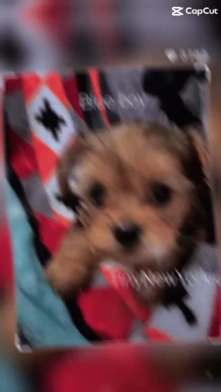 7 Sweet Yorkies in New Albany, Indiana