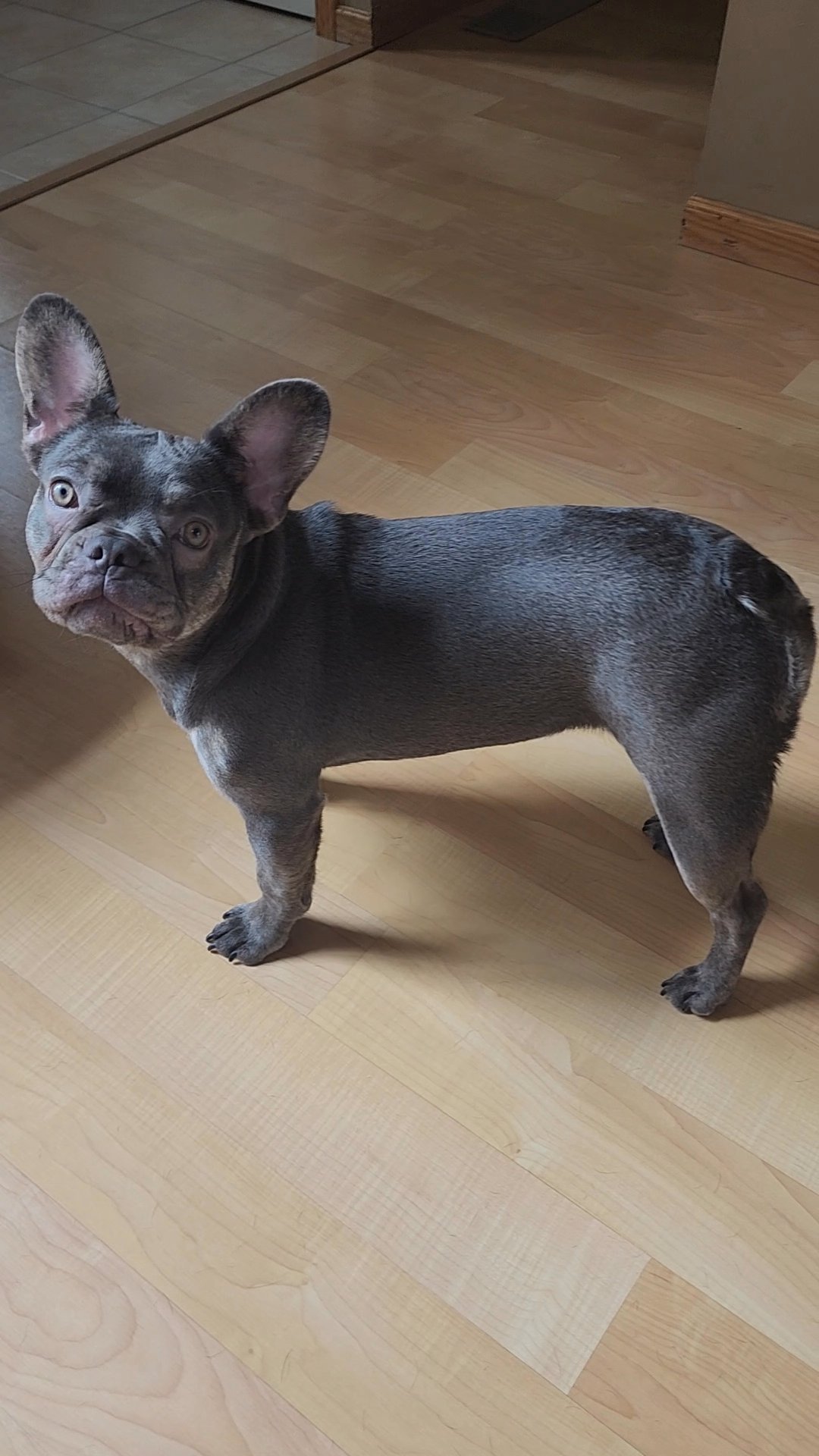 French Bulldog Female lilac and tan in Apple Valley, Minnesota