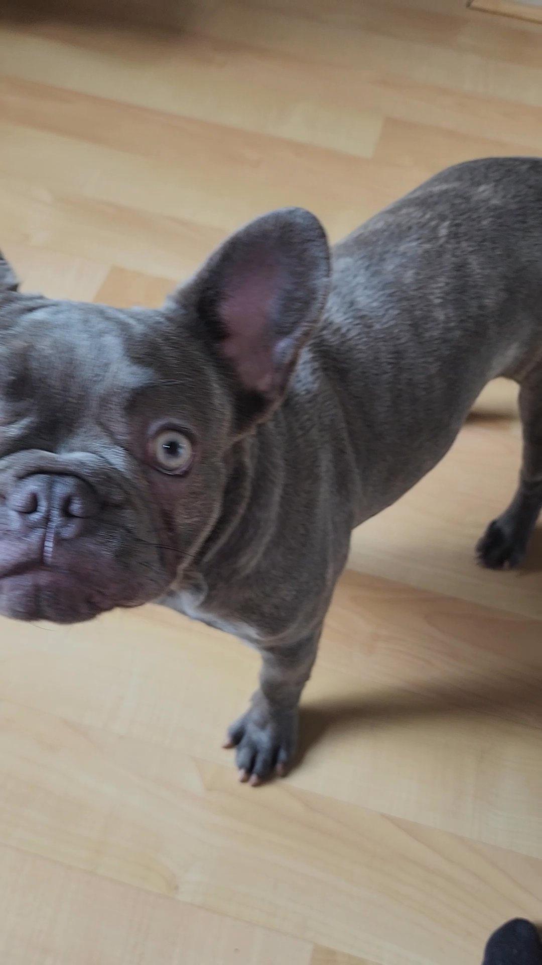 French Bulldog Female lilac and tan brindle in Apple Valley, Minnesota