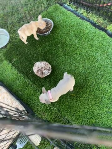 Frech Bulldog in Fresno, California