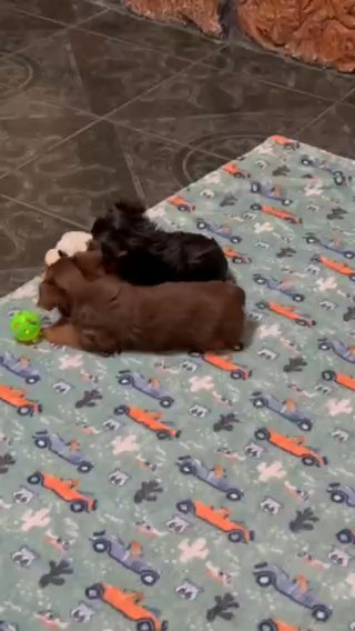 Yorkie Puppies in Fontana, California