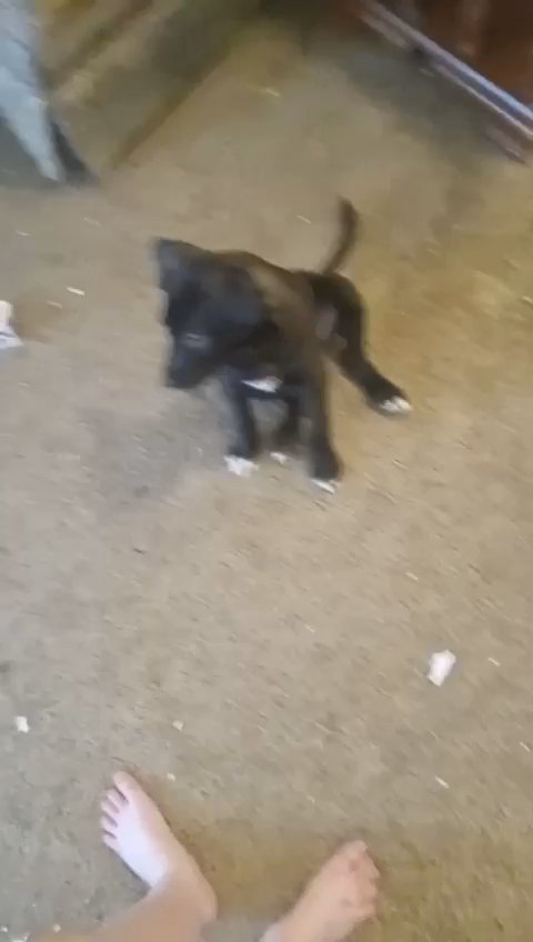 puppy for sell in San Angelo, Texas