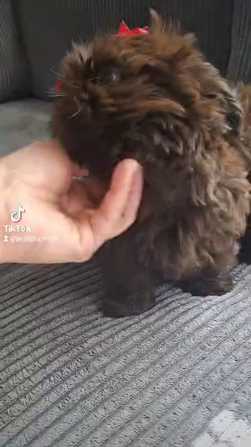 Shih tzu in Palm Bay, Florida