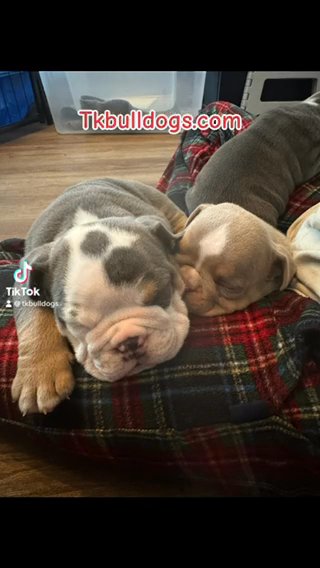 English Bulldog - Blue Tri in Durant, Oklahoma