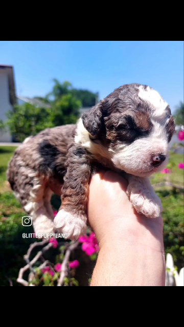 Bernadoodle litter in Sunrise, Florida