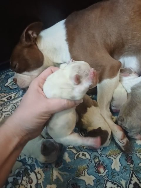 CKC Exotic Lilac Merle Boston Terrier in Anniston, Alabama