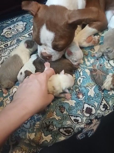 CKC Exotic Boston Terrier Red Brindle Merle in Anniston, Alabama