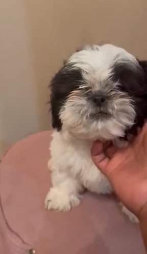 (diamond) Exotic Shih Tzu Male * *Fathers Day Special** in Houston, Texas