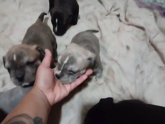 Beautiful American Bullies XL in Fredericksburg, Virginia