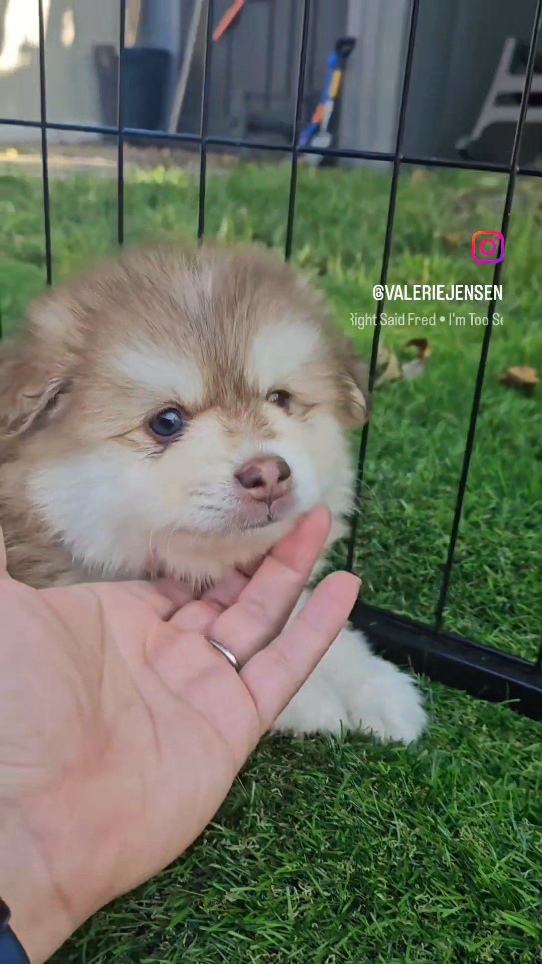 Gizmo THE Pomsky in Los Angeles, California