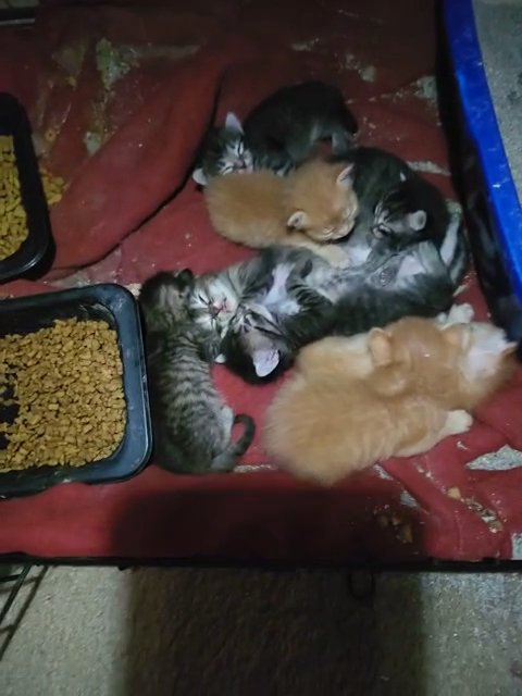 Kittens in Dallas, Texas