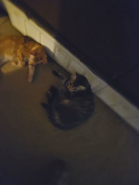 Cats in Dallas, Texas