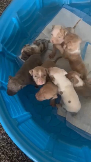 American Bully Puppies/merle in Bowie, Maryland