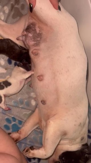 French Bulldog Males Blue Pied & Brindle AKC in Edmond, Oklahoma