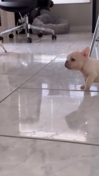 French Bulldog Puppies in Orlando, Florida