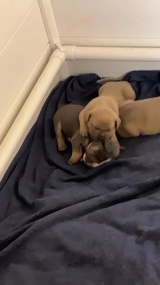 American Bullies , 4 Weeks Old in Philadelphia, Pennsylvania