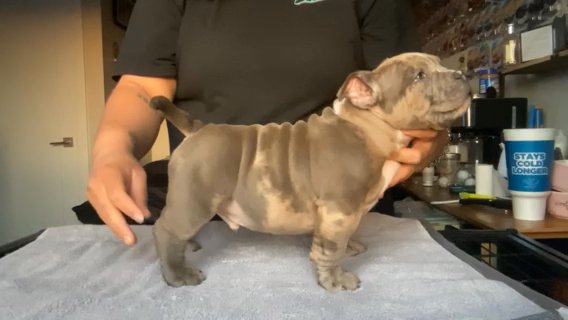 Micro Bully in Phoenix, Arizona