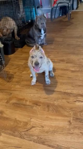 Merle American Bully Female in Philadelphia, Pennsylvania