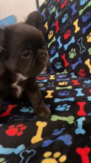 Fluffy Male Frenchie in Victorville, California