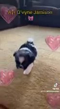 Imperial Shihtzu in Charlotte, North Carolina