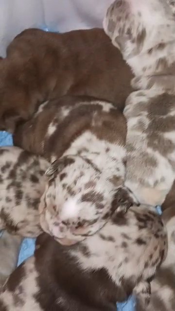chocolate lilac merle English bulldogs in Redlands, California
