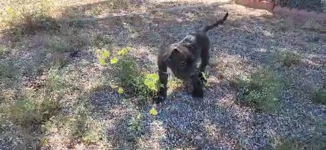ABKC American bully classic puppies in San Bernardino, California