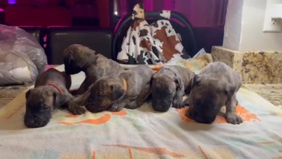 Male Presa Canario’s in Hampton, Virginia