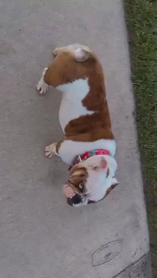 Female AKC English Bulldog No Litters in Detroit, Michigan