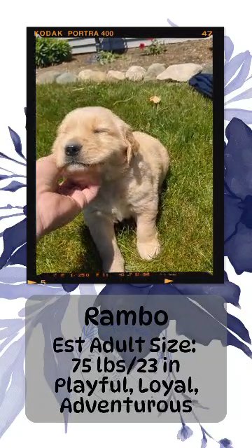 Rambo in Goshen, Indiana