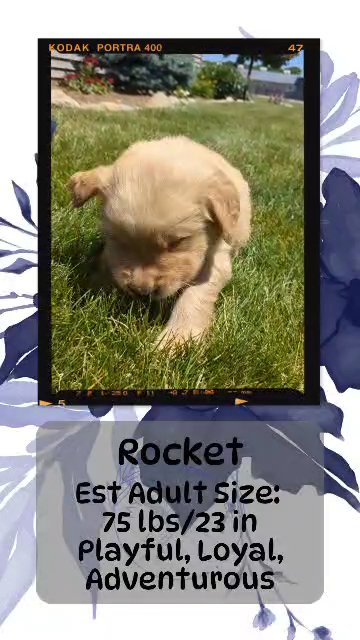 Rocket in Goshen, Indiana