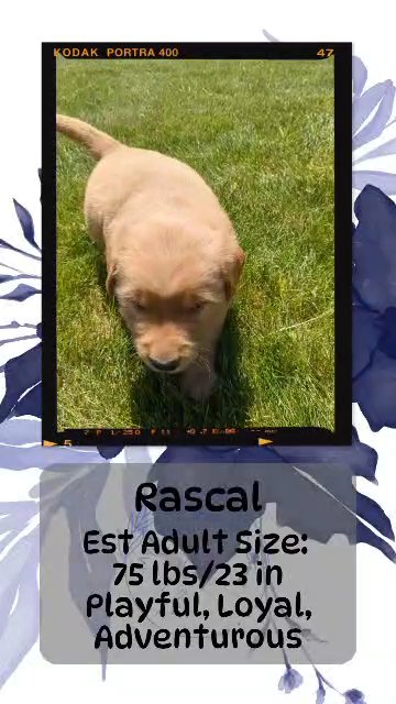 Rascal in Goshen, Indiana