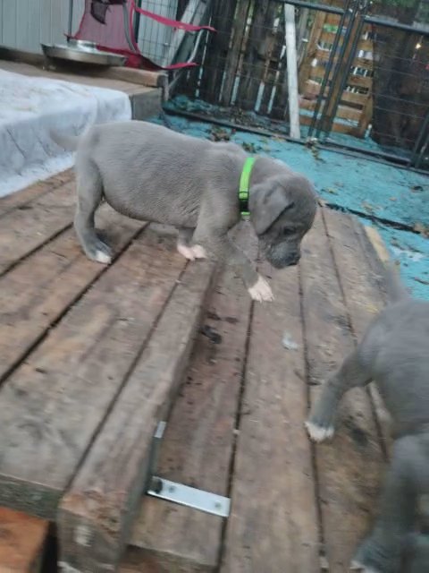 Greyson the Great Dane in Fort Worth, Texas