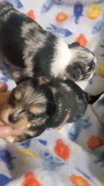 Merle BOYS  $1800  NYC in New York City, New York