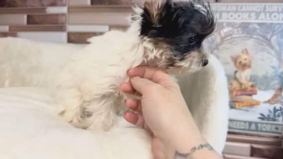 Tiny Ringo Quality Yorkie Lifetime Genetic Health Guarantee in Savannah, Georgia