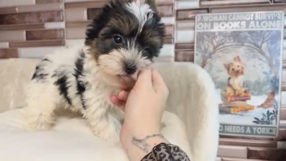 Oscar Quality Yorkie Lifetime Genetic Health Guarantee in Savannah, Georgia